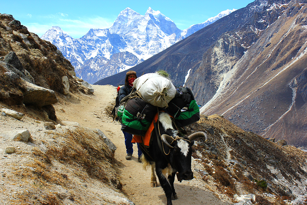 AlanaTraceyEBCDescentYak