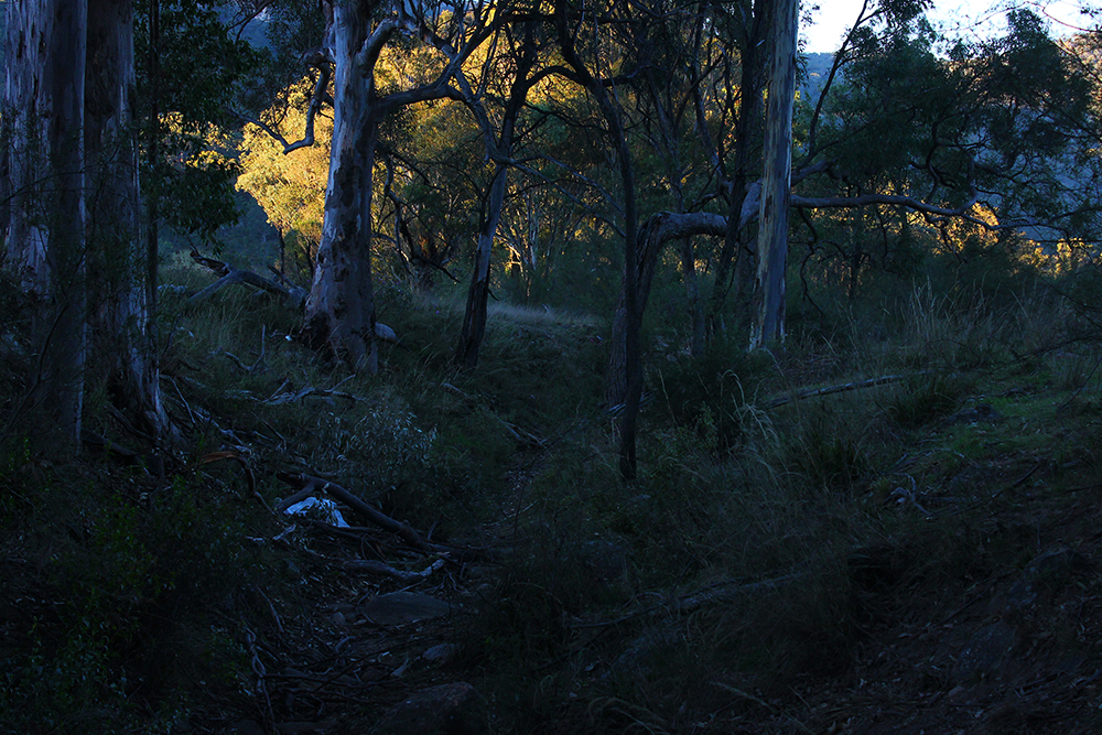 AlanaTraceyPsyfariSunset